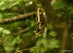 Papilio ophidicephalus