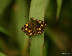 Metisella metis paris