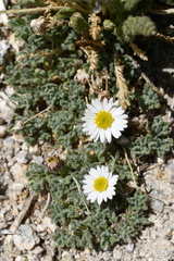 Erigeron vagus