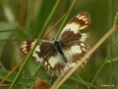 Colotis antevippe