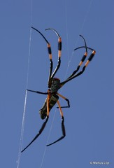 Trichonephila senegalensis