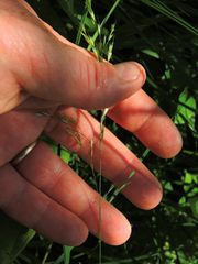 Sphenopholis pensylvanica