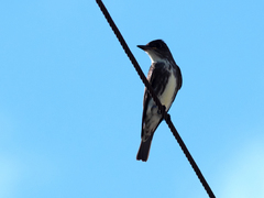 Olive-Sided Flycatcher photo 4