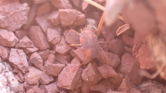 Erythraeoidea