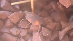 Erythraeoidea