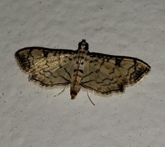 Lamprosema