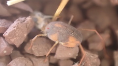 Erythraeoidea
