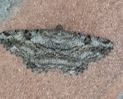 Peribatodes rhomboidaria