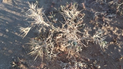 Ceratocarpus arenarius