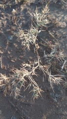 Ceratocarpus arenarius