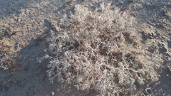 Ceratocarpus arenarius