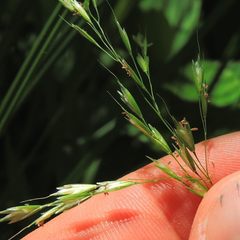Sphenopholis pensylvanica