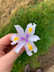 Image of Iris japonica