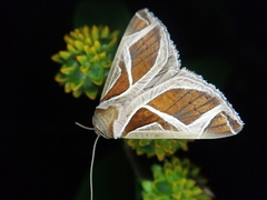 Calyptis iter