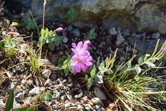 Epilobium siskiyouense