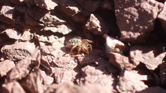 Steatoda incomposita