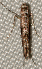 Neurobathra strigifinitella