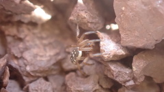 Steatoda incomposita