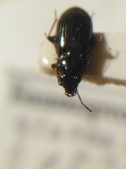 Bembidion properans