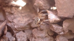 Steatoda incomposita