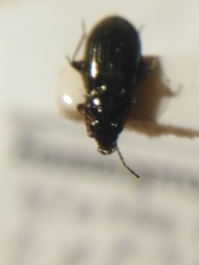 Bembidion properans