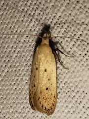 Nothris verbascella