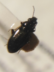 Bembidion properans
