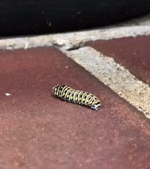 Papilio polyxenes