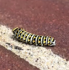 Papilio polyxenes