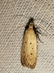 Nothris verbascella