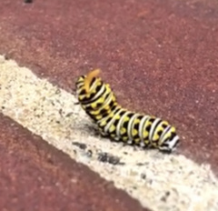 Papilio polyxenes