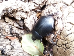 Pentodon bidens punctatus