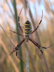 Argiope bruennichi