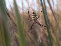 Argiope bruennichi