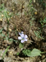 Linum bienne