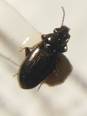 Bembidion properans