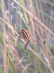 Argiope bruennichi