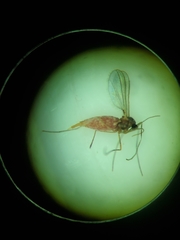 Rhopalomyia gemmaria