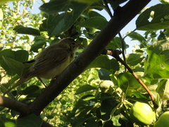 Acrocephalus dumetorum