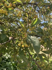 Malus sargentii