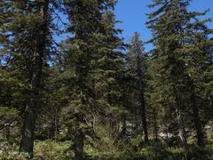 Picea jezoensis