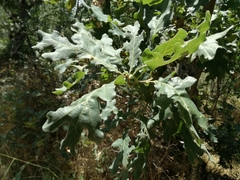 Quercus pyrenaica