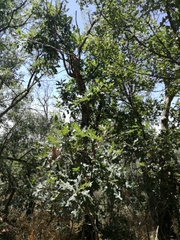 Quercus pyrenaica