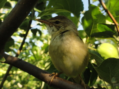 Acrocephalus dumetorum