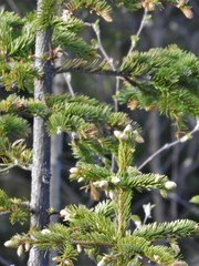 Picea jezoensis