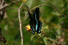 Papilio nireus