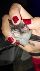 Pteronotus mesoamericanus