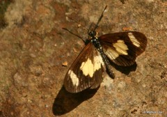 Acraea cabira