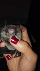 Pteronotus mesoamericanus