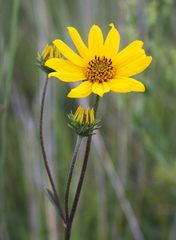 Helianthus occidentalis
